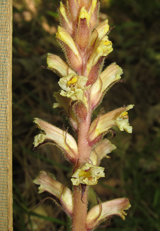 Изображение особи Orobanche hederae.