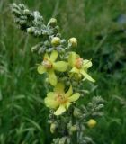 Verbascum lychnitis