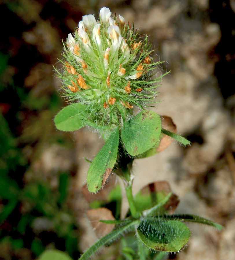 Image of Trifolium lappaceum specimen.