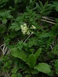 Primula pallasii