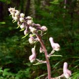 Aconitum septentrionale