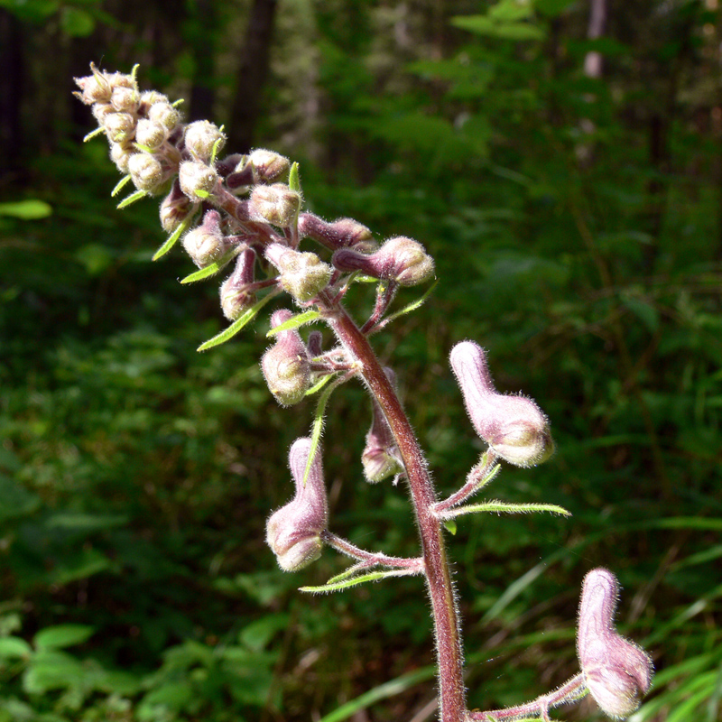 Image of Aconitum septentrionale specimen.