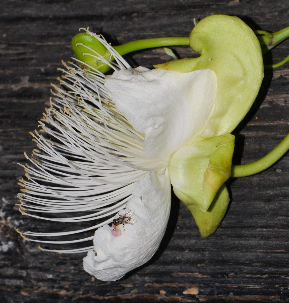 Image of Capparis cartilaginea specimen.