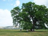 Quercus robur. Дерево - ботанический и исторический памятник, возраст более 800 лет, диаметр ствола - 4 м, окружность ствола - 10 м, крона - 40 м. Крым, Белогорский р-н, с. Яблочное. 19.05.2013.