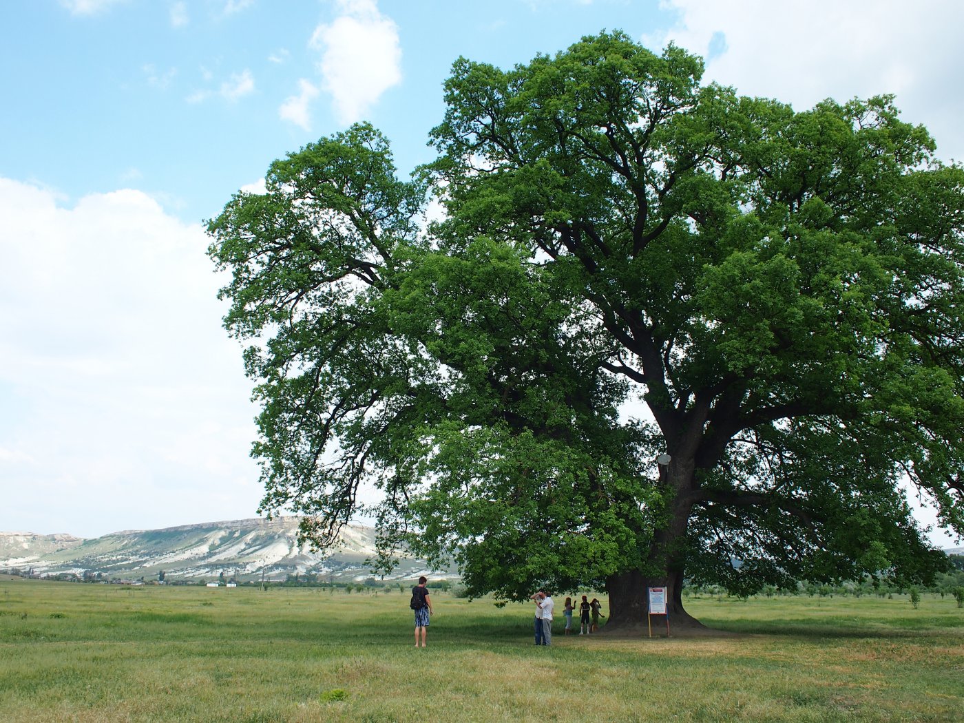 Изображение особи Quercus robur.