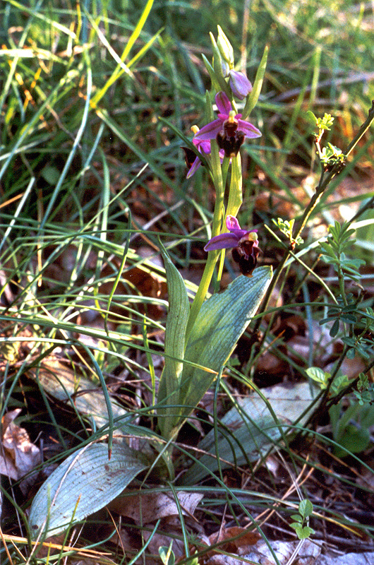 Изображение особи Ophrys oestrifera.