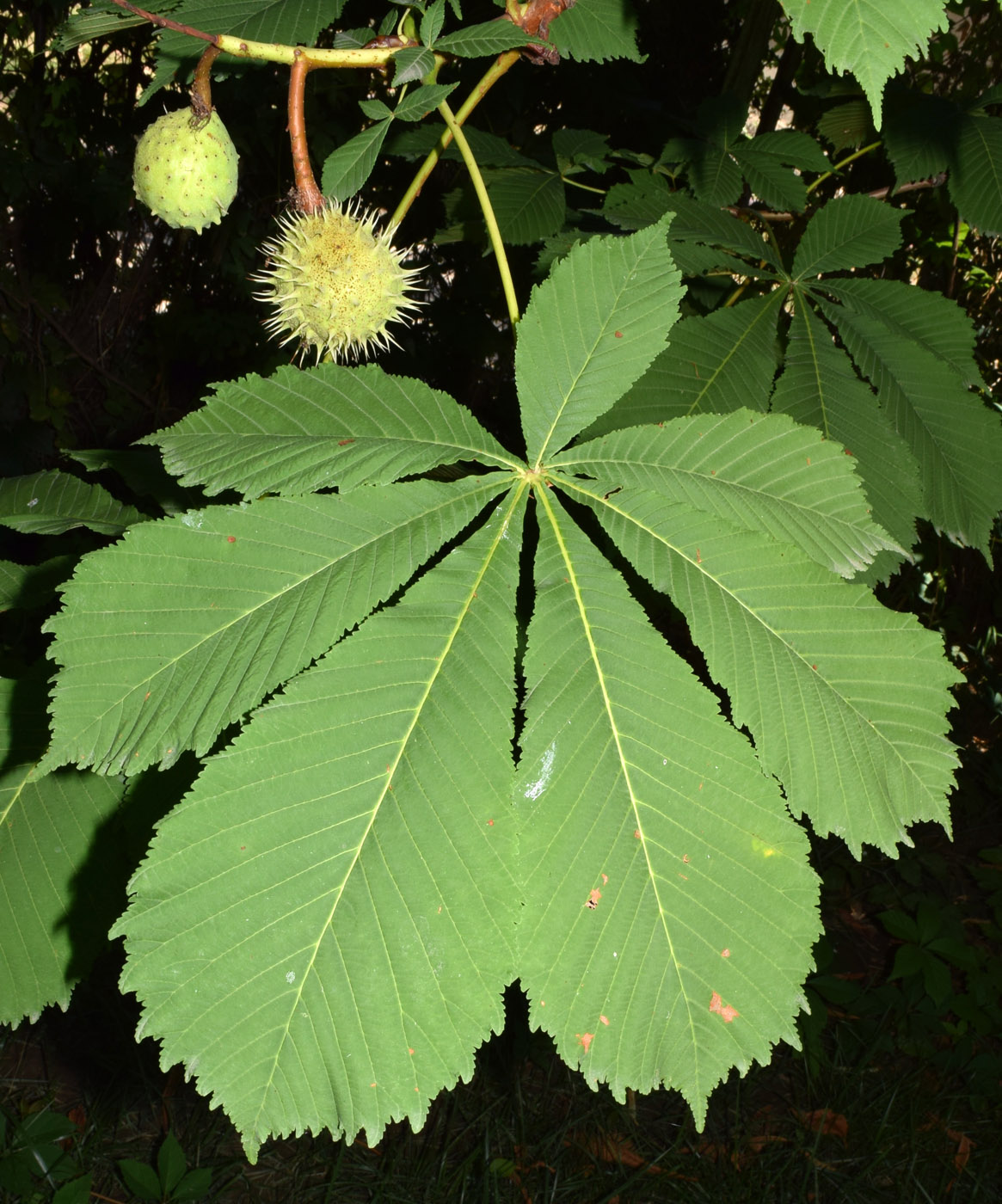 Image of Aesculus hippocastanum specimen.