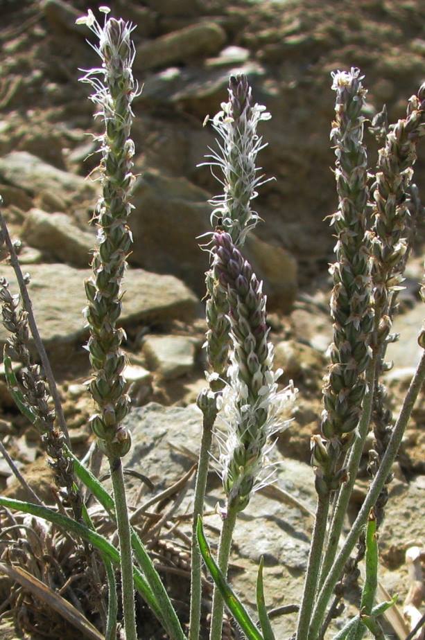 Image of Plantago krascheninnikovii specimen.