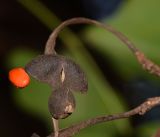 Erythrina corallodendron