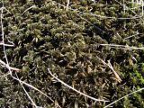 род Sphagnum