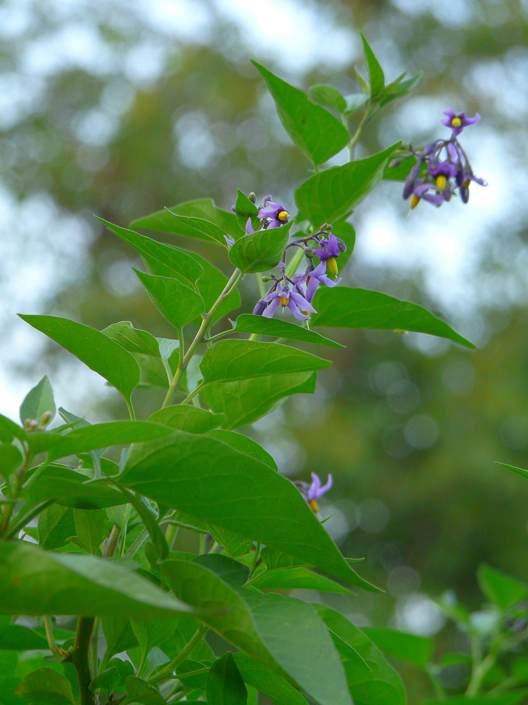 Изображение особи Solanum dulcamara.