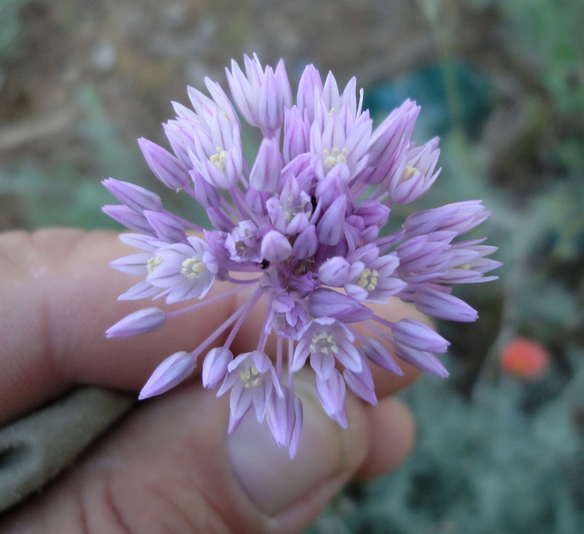 Изображение особи Allium rubellum.