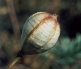 Tulipa scythica