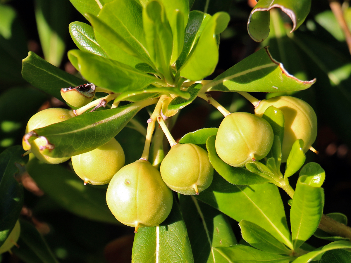 Image of Pittosporum tobira specimen.