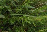 Scorzonera purpurea. Лист. Украина, г. Запорожье, о-в Хортица, северный берег. 27.05.2016.