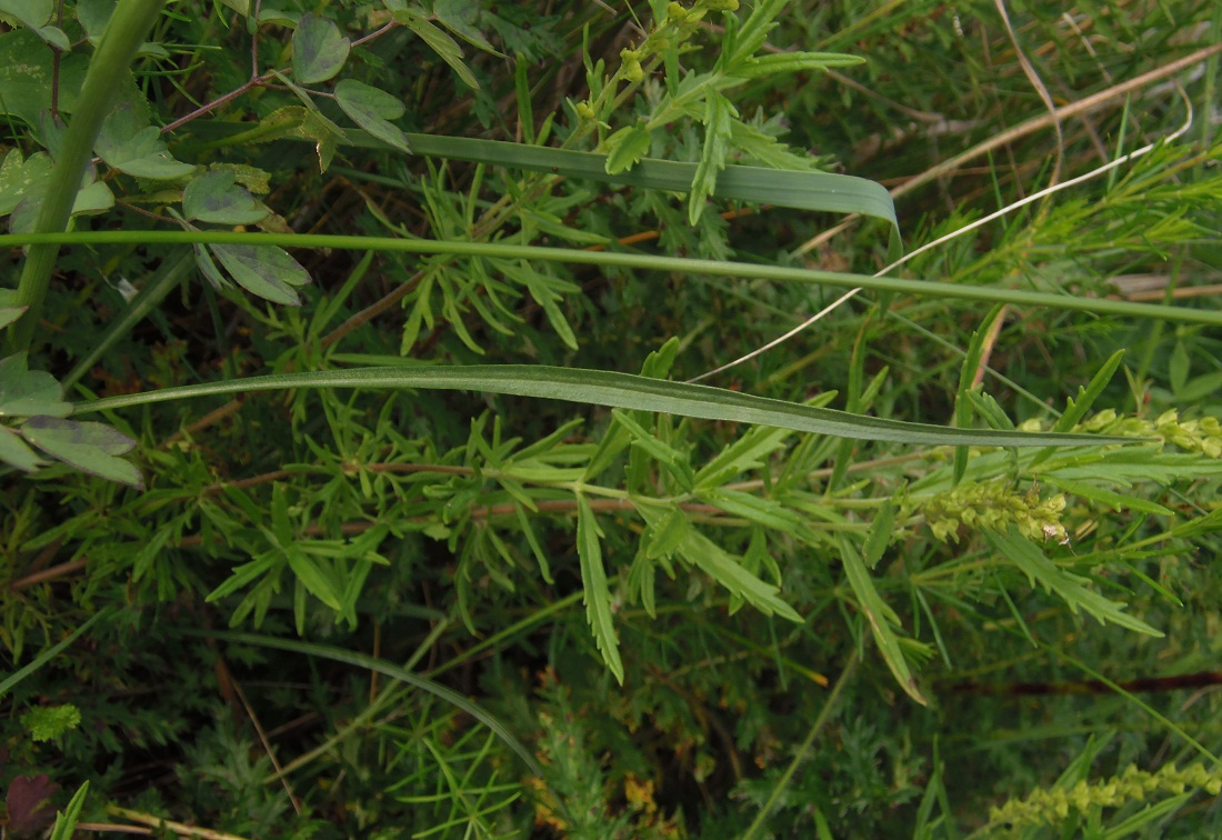 Image of Scorzonera purpurea specimen.