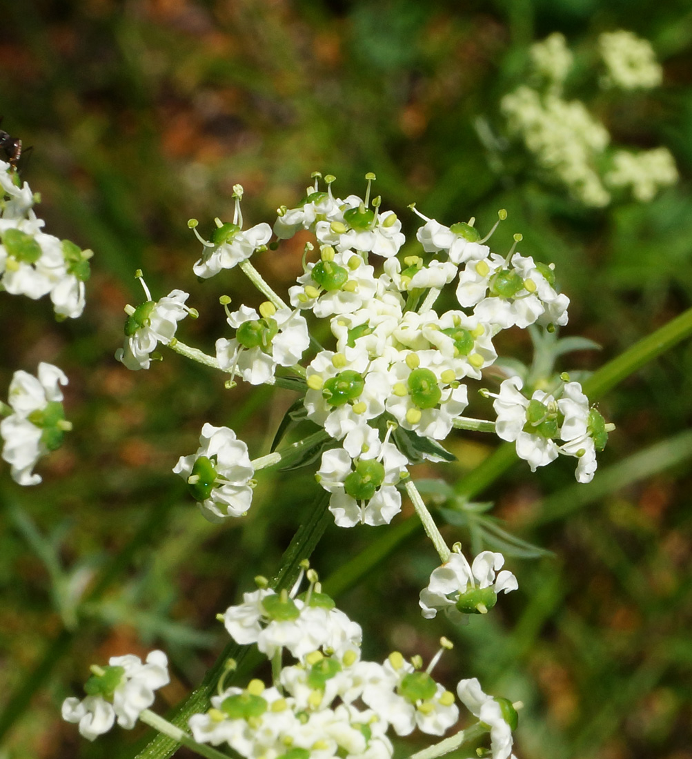 Изображение особи Chaerophyllum prescottii.