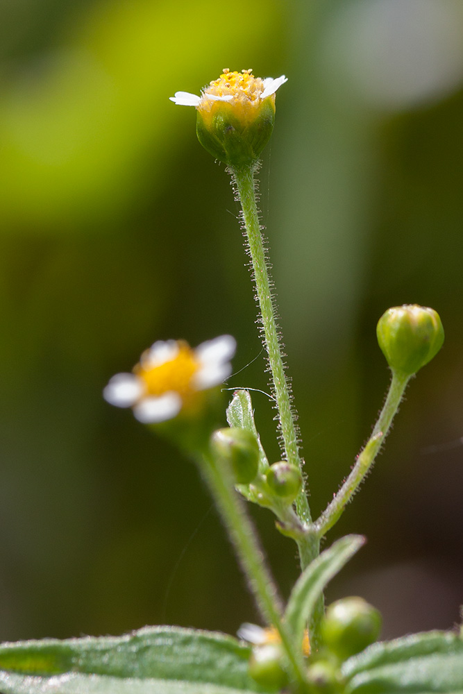 Image of Galinsoga parviflora specimen.