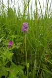 Dactylorhiza baltica