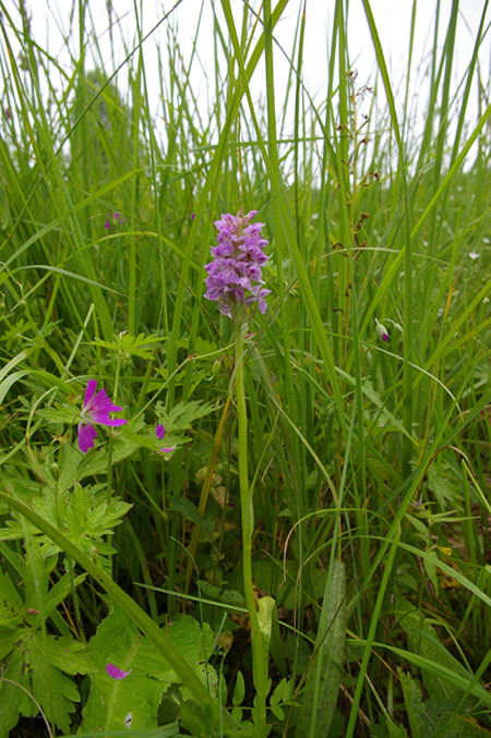Image of Dactylorhiza baltica specimen.