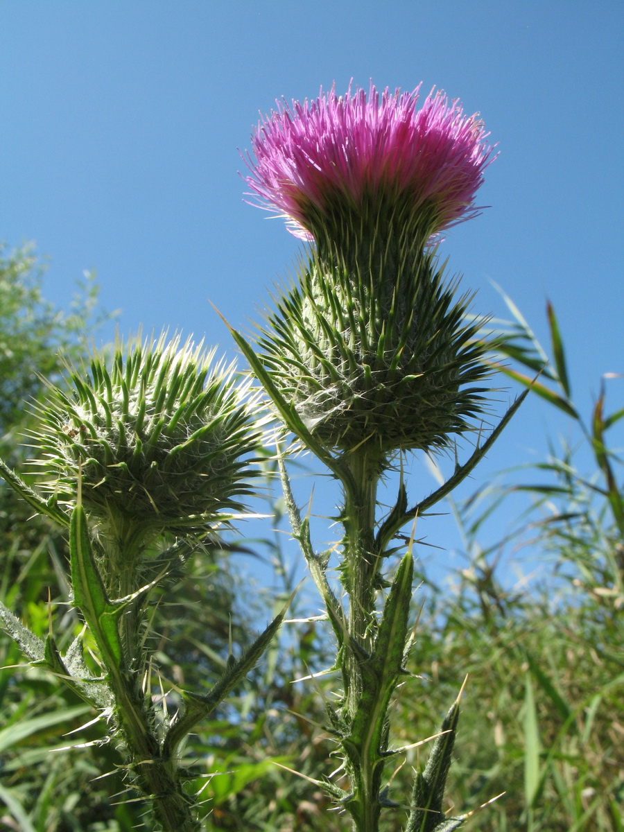 Image of Cirsium vulgare specimen.