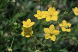 Potentilla bifurca