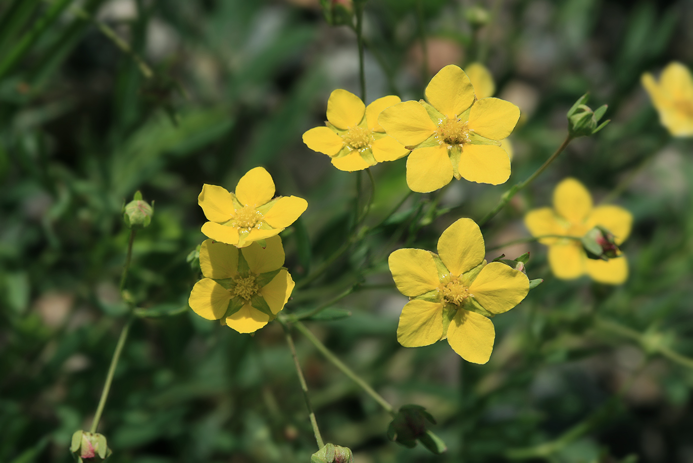 Изображение особи Potentilla bifurca.