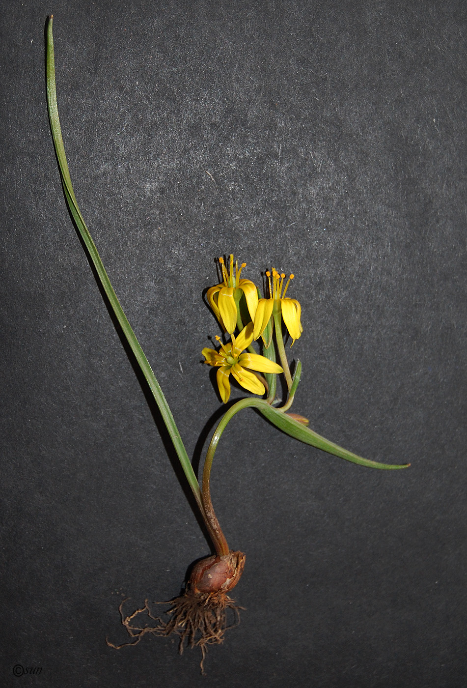 Image of genus Gagea specimen.