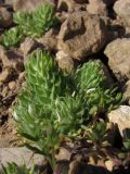 Ceratocephala platyceras. Плодоносящие растения. Крым, Балаклава, приморские склоны. 4 апреля 2010 г.