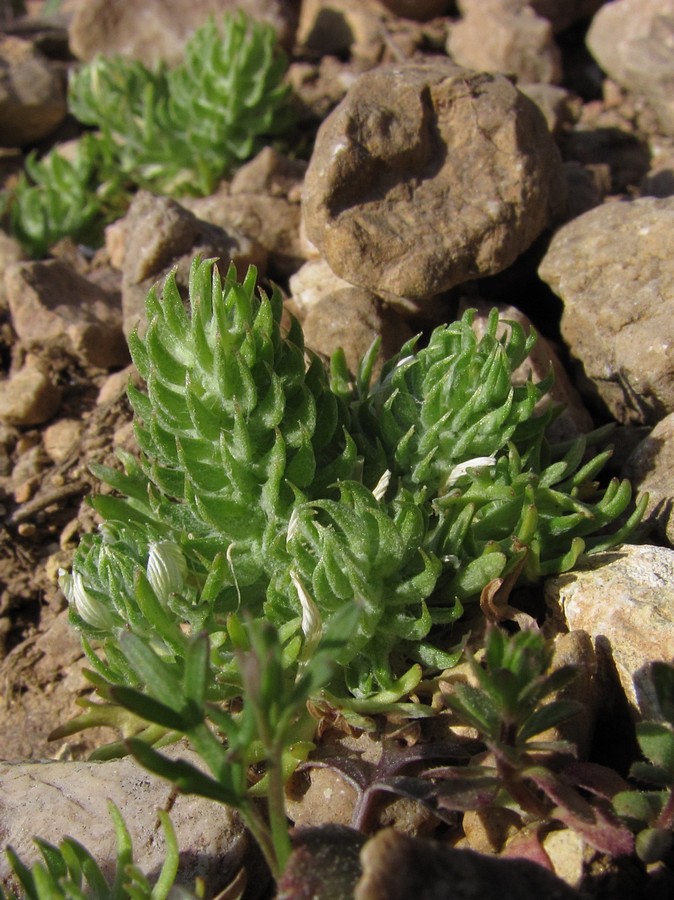 Изображение особи Ceratocephala platyceras.