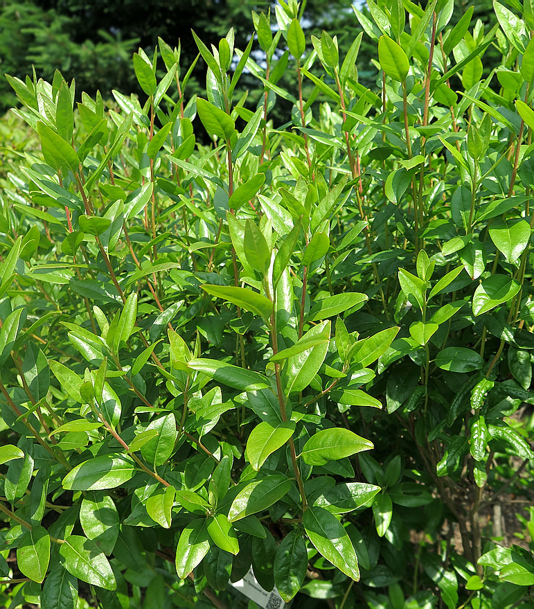 Image of Rhododendron sichotense specimen.