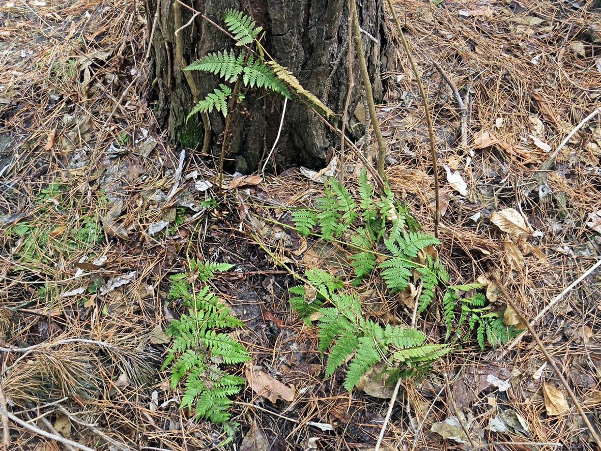 Image of Dryopteris carthusiana specimen.