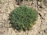 Astragalus dianthus