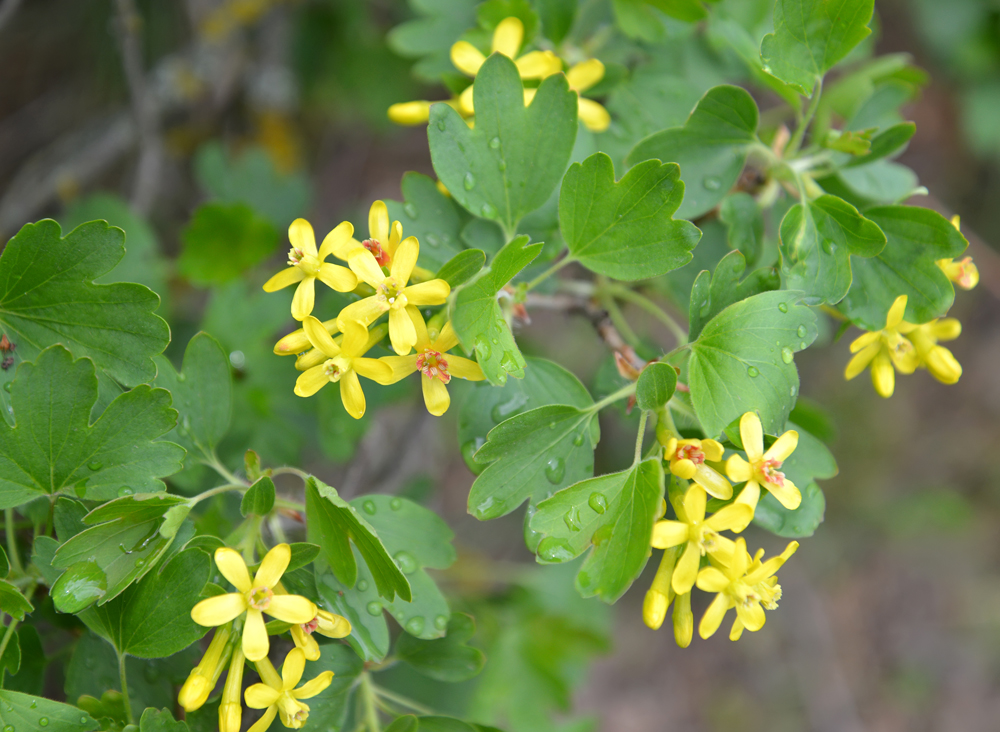 Image of Ribes aureum specimen.