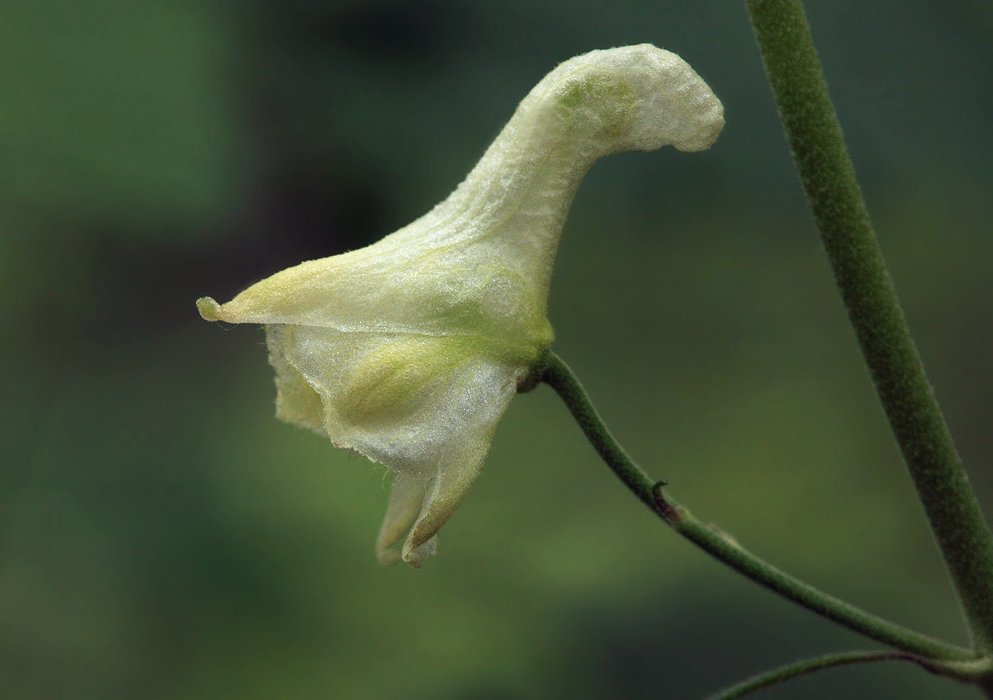 Изображение особи Aconitum ranunculoides.