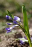 Chionodoxa forbesii. Верхняя часть зацветающего растения. Ленинградская обл., Всеволожский р-н, окр. пос. Куйвози, садоводство, в культуре. 09.05.2017.