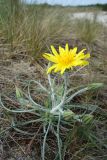 Tragopogon heterospermus. Цветущее растение. Литва, г. Клайпеда, Куршская коса, Смильтине, на дюне. 21.05.2017.