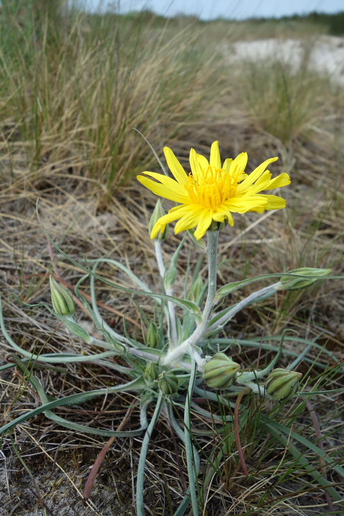 Изображение особи Tragopogon heterospermus.