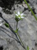 Arenaria uralensis. Верхушка побега с цветком, бутоном и завязавшимся плодом. Крым, окр. Севастополя, Чернореченский каньон, каменистая осыпь в можжевеловом редколесье. 26 мая 2017 г.