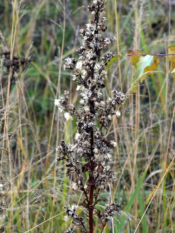 Изображение особи Solidago virgaurea.