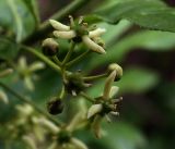Euonymus europaeus