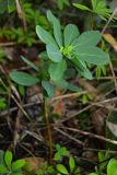 Daphne jezoensis