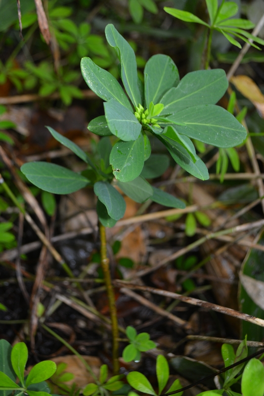 Image of Daphne jezoensis specimen.