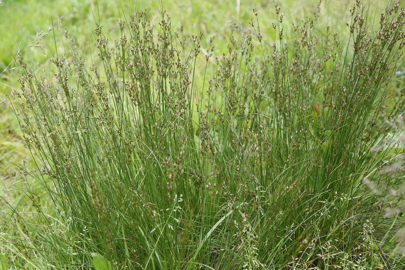 Изображение особи Juncus compressus.