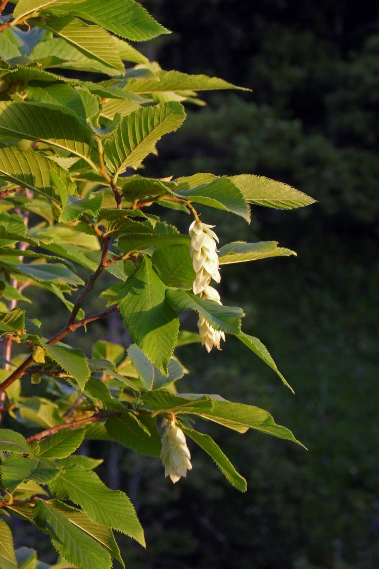 Image of Ostrya carpinifolia specimen.