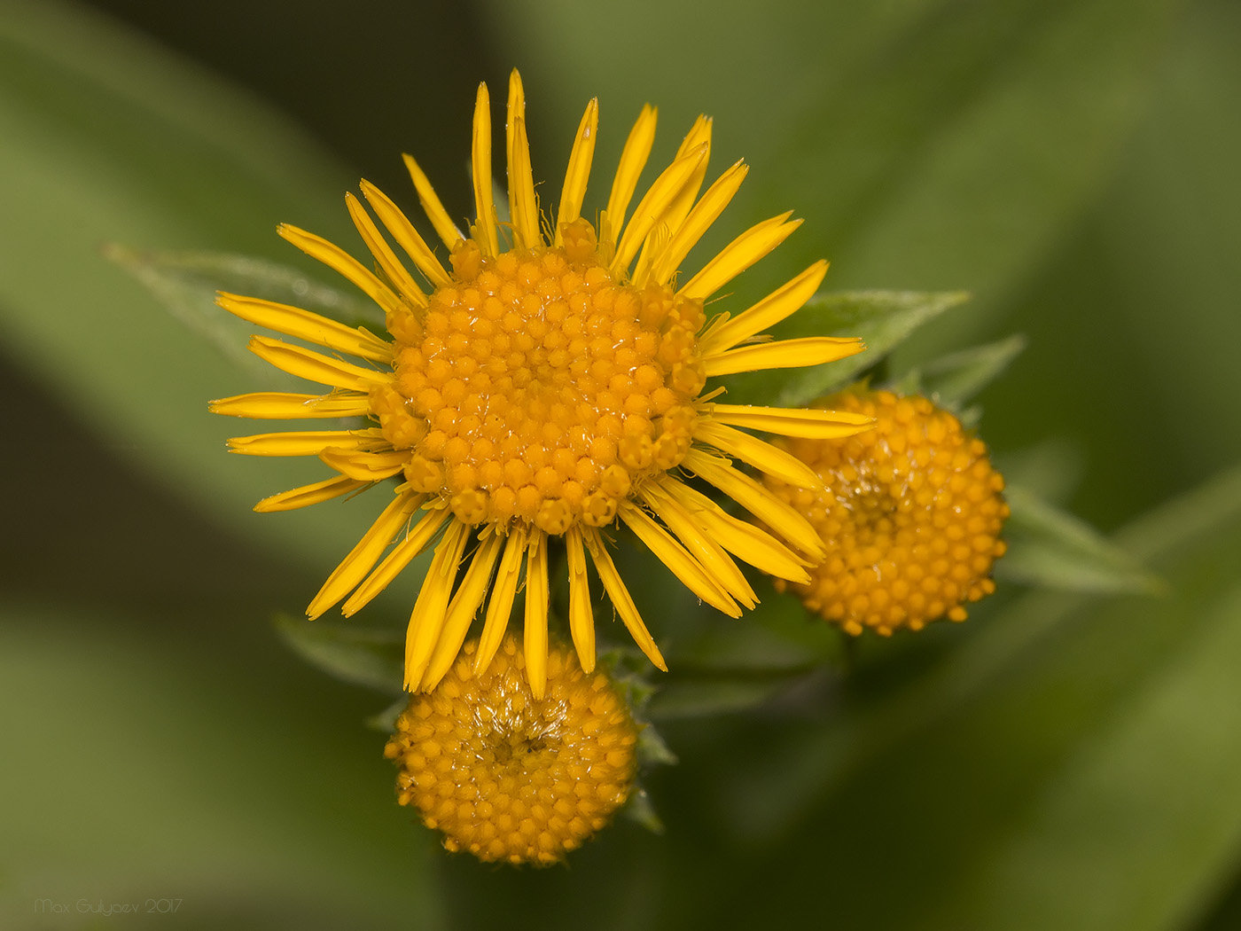 Изображение особи Inula germanica.