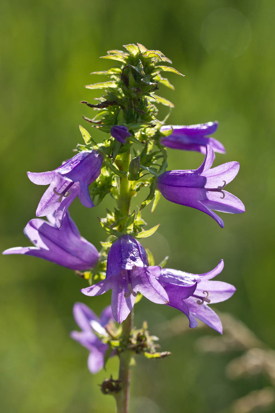 Image of Campanula bononiensis specimen.