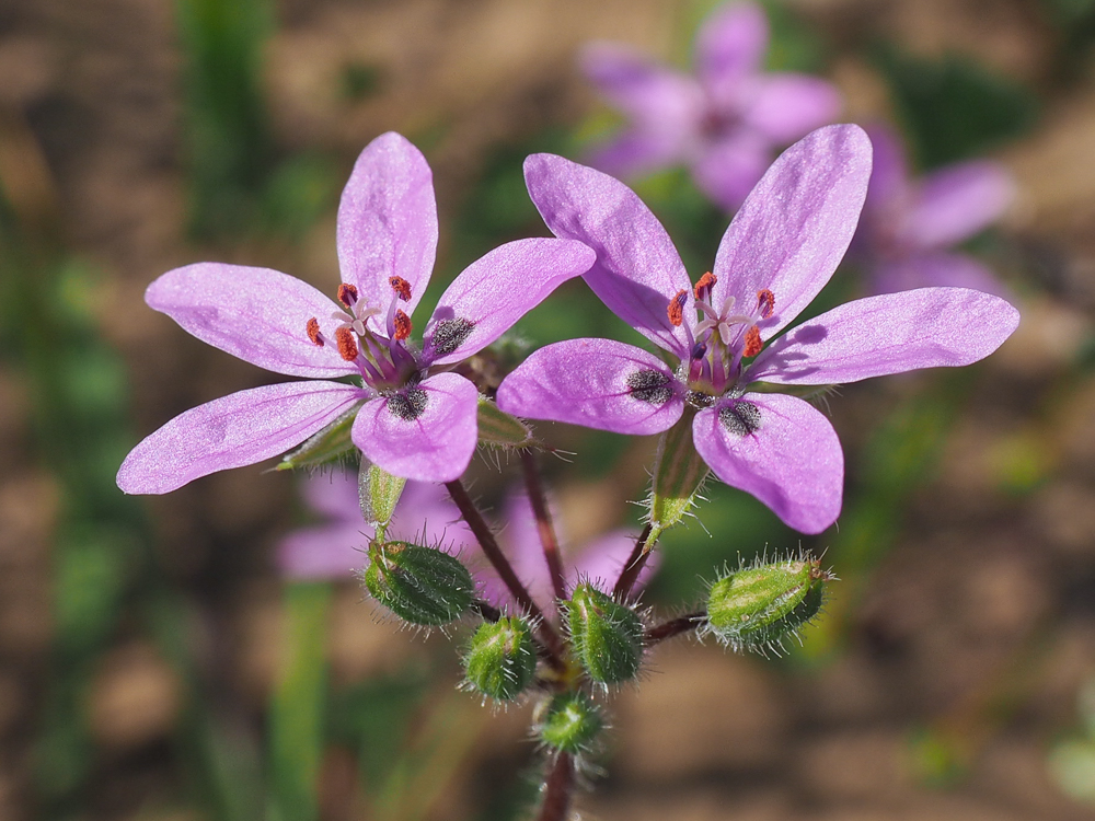 Изображение особи Erodium cicutarium.