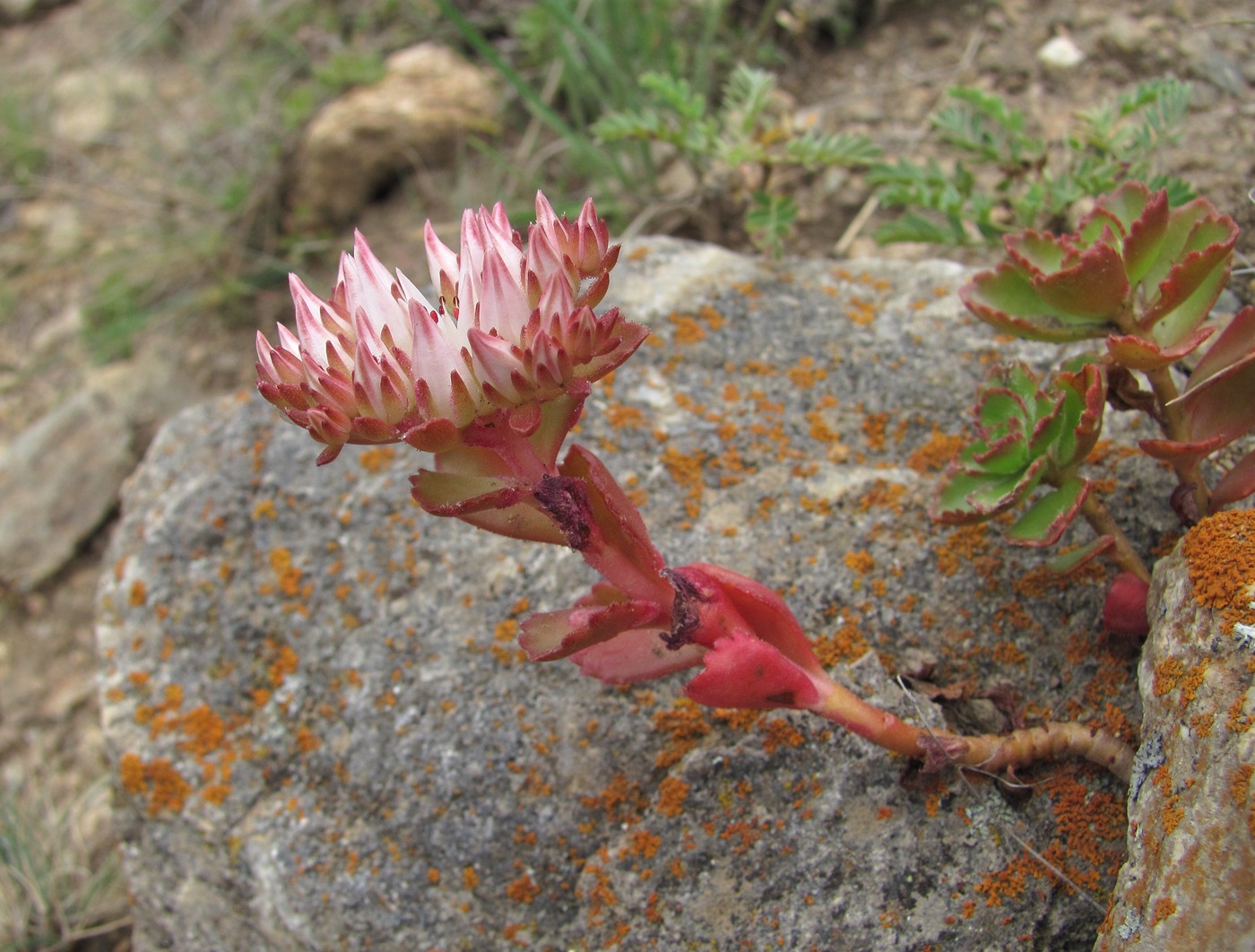 Image of Sedum spurium specimen.