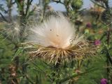 Cirsium vulgare